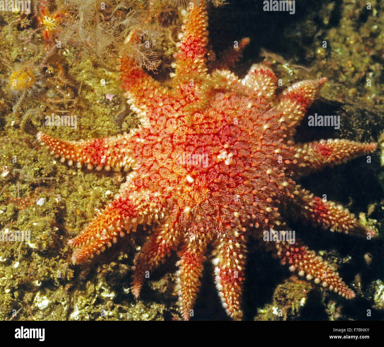 Sunstar, starfish, with a brittle star passenger. Amazing underwater marine life off the coast at St Abbs Scotland. Stock Photo