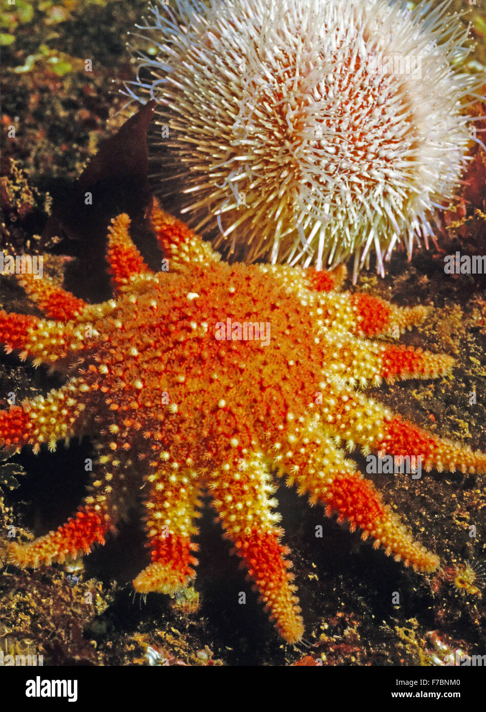 Sunstar starfish with a common sea urchin. Amazing underwater marine life off the coast at St Abbs Scotland. Stock Photo