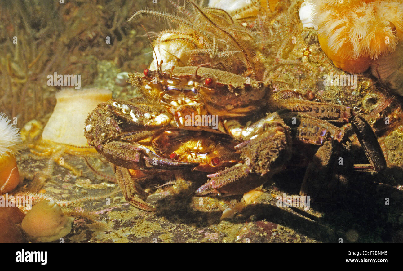 Velvet swimming crabs in the act of mating. Amazing underwater marine life off the coast at St Abbs Scotland. Stock Photo