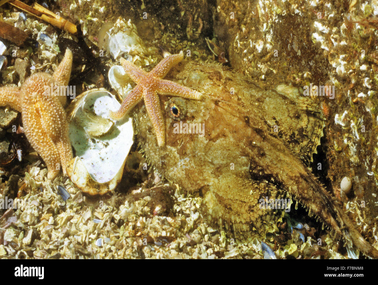 Young Angler fish with a starfish on its nose. Image captured underwater at Bass Rock Scotland. Stock Photo