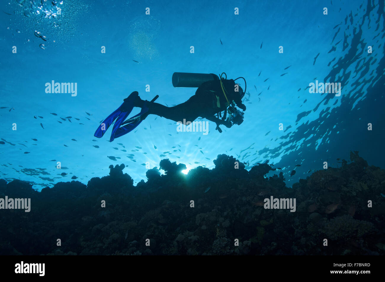 Scuba diver swimming over coral reef at sundown, Marsa Alam, Egypt Stock Photo