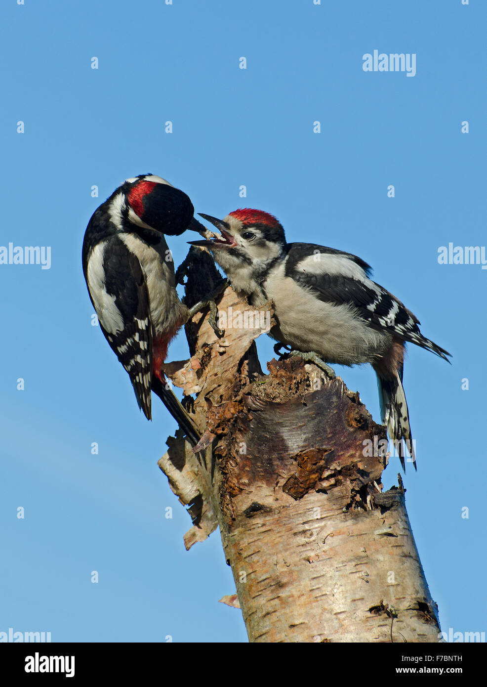 Male Great Spotted Woodpecker Dendrocopos Major Feeding Juvenile On male-great-spotted-woodpecker-dendrocopos-major-feeding-juvenile-on