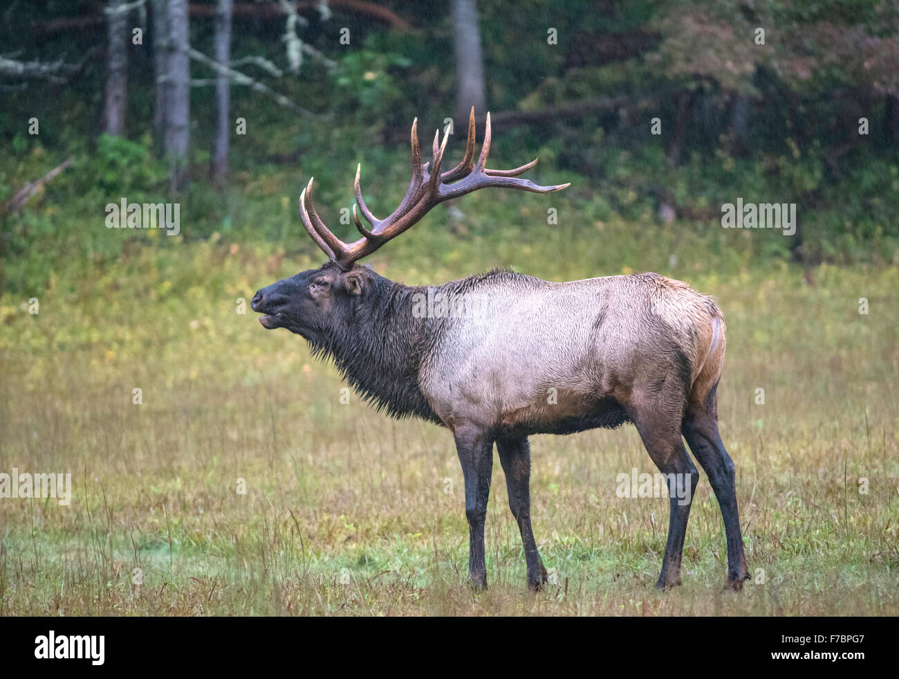 Adult Bull Elk Giving His Bugle Call 2 Stock Photo Alamy