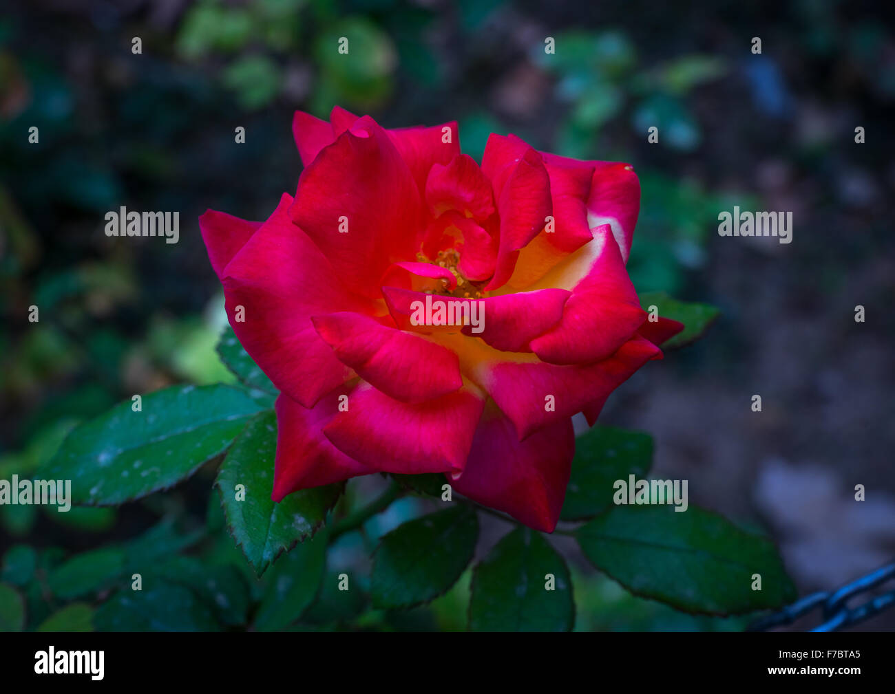 Red Rose Flower In Fin Garden, Isfahan Province, Kashan, Iran Stock