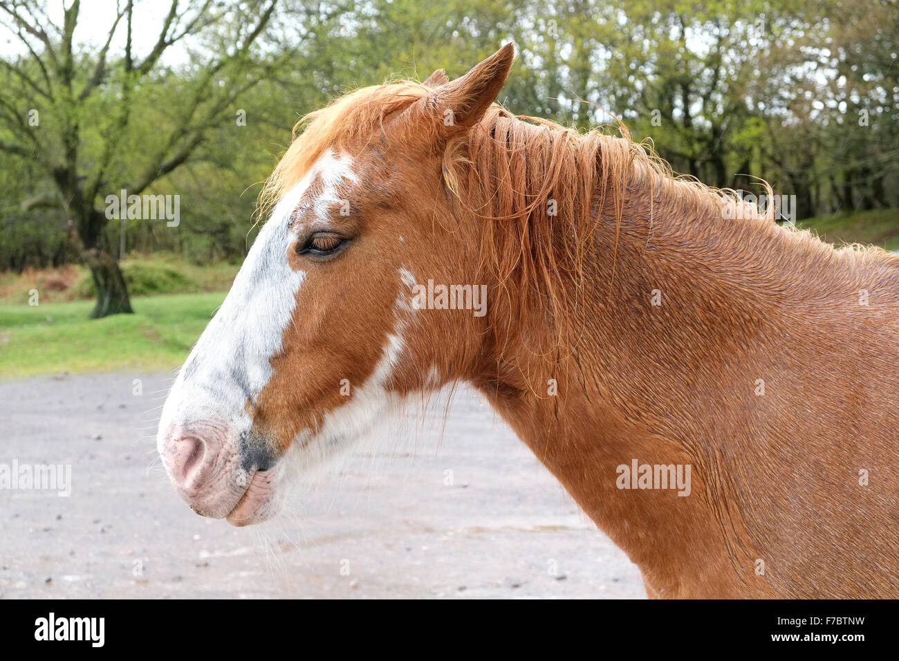 Exmoor ponies and horses standing in the rain May 2015 Stock Photo