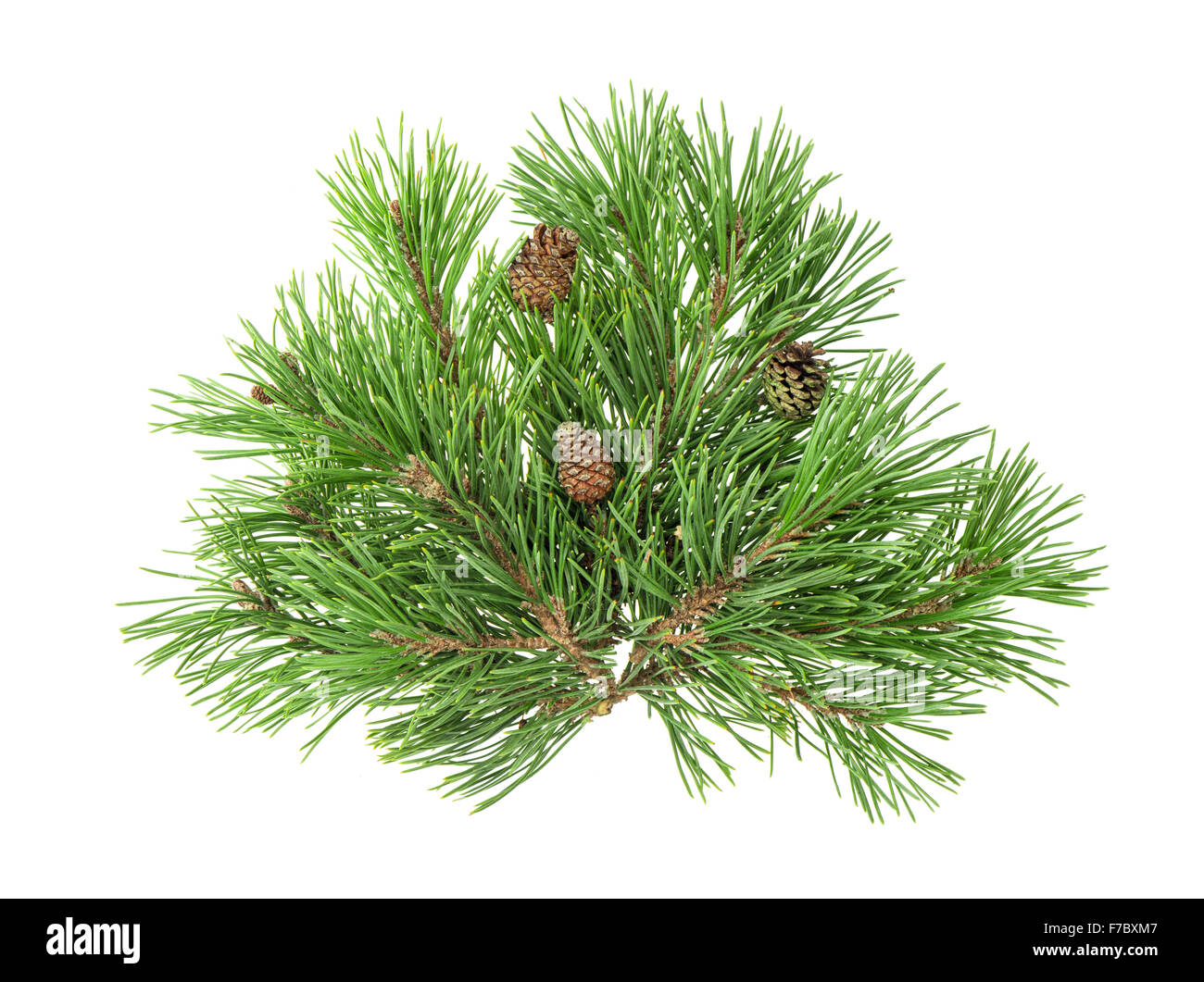 Pine tree branches with cones isolated on white background. Winter ...