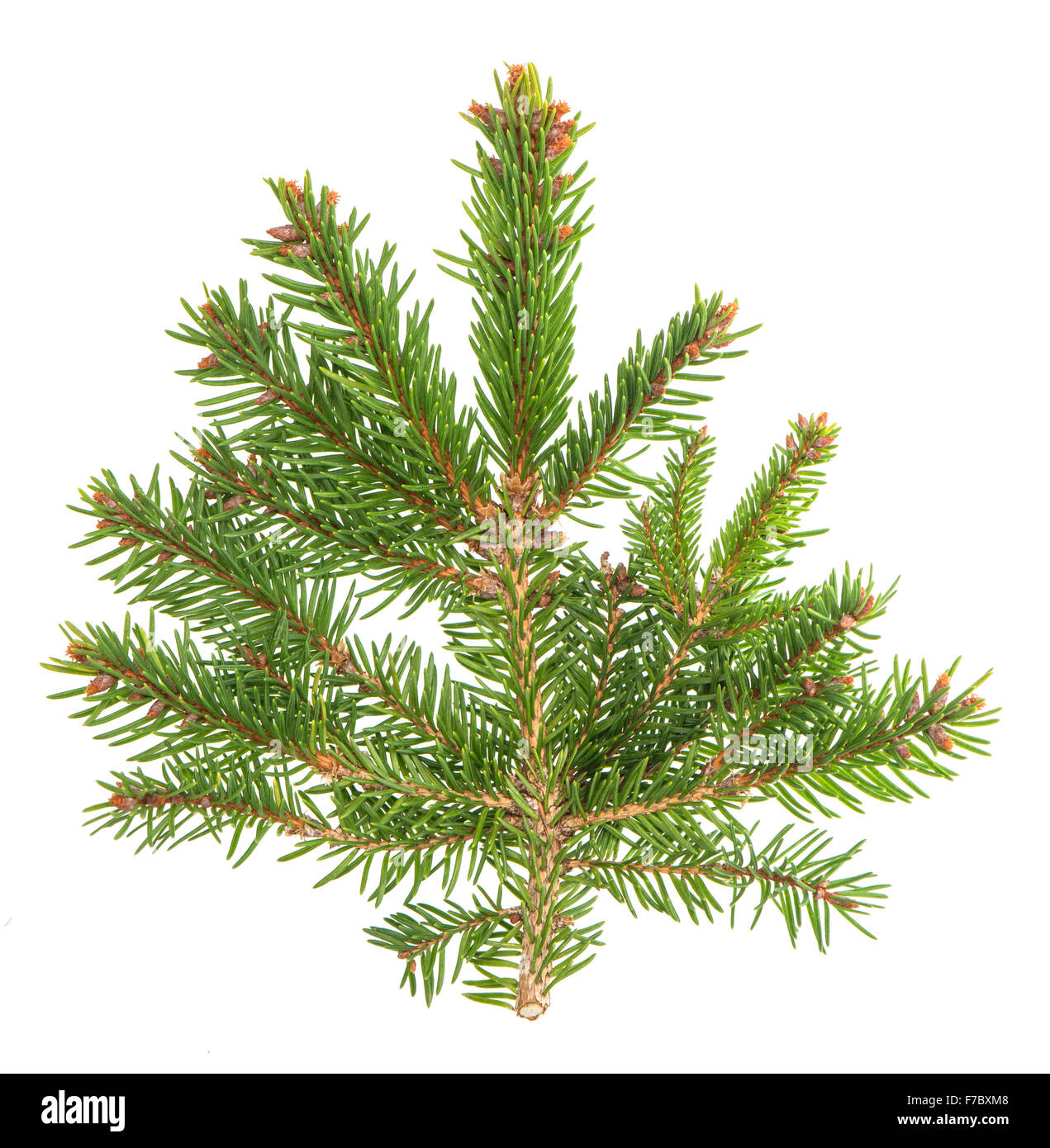 Spruce sprig isolated on white background. Evergreen plant Stock Photo