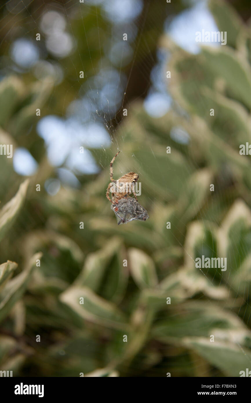 Garden Cross Spider (Araneus Diadematus) captures fly and wraps it in silk Stock Photo