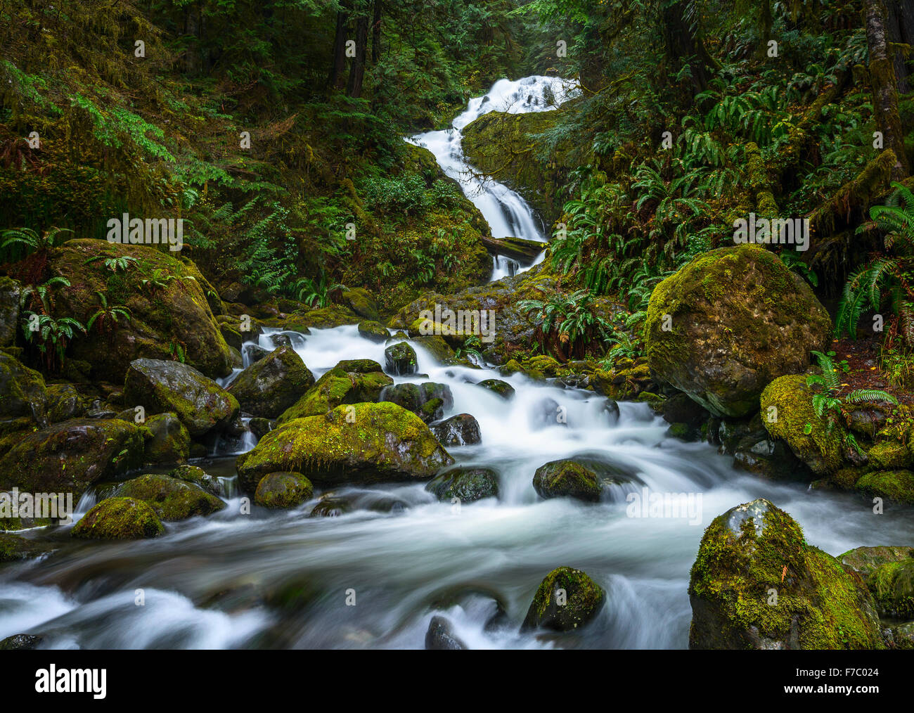 Beautiful Bunch Creek Falls in the Olympic National Park of Washington. Stock Photo
