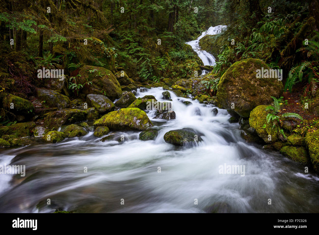 Beautiful Bunch Creek Falls in the Olympic National Park of Washington. Stock Photo