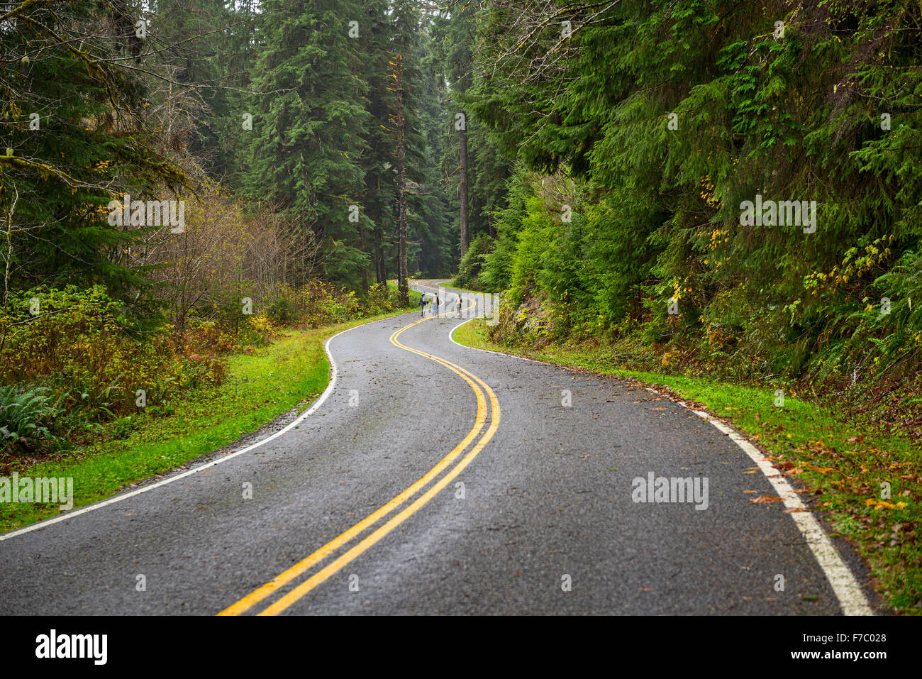 Hikers walking along a deserted road in the Hoh Rainforest of Olympic National Park. Stock Photo