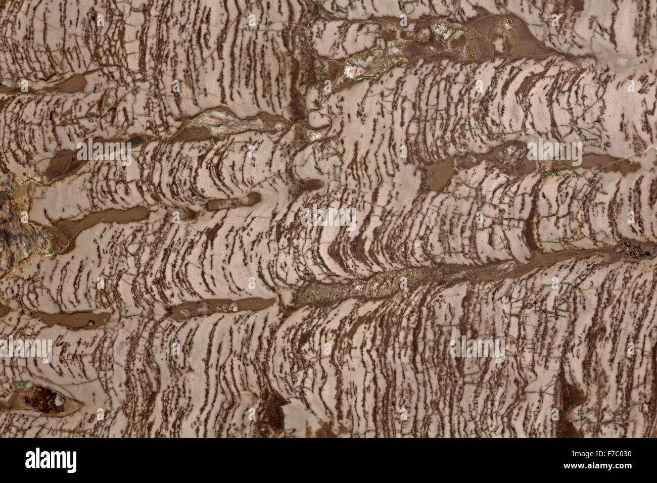 Stromatolite (columnar), also called microbial carbonates are among the oldest forms of the Earth life,Torgo River Basin,Yakutia Stock Photo