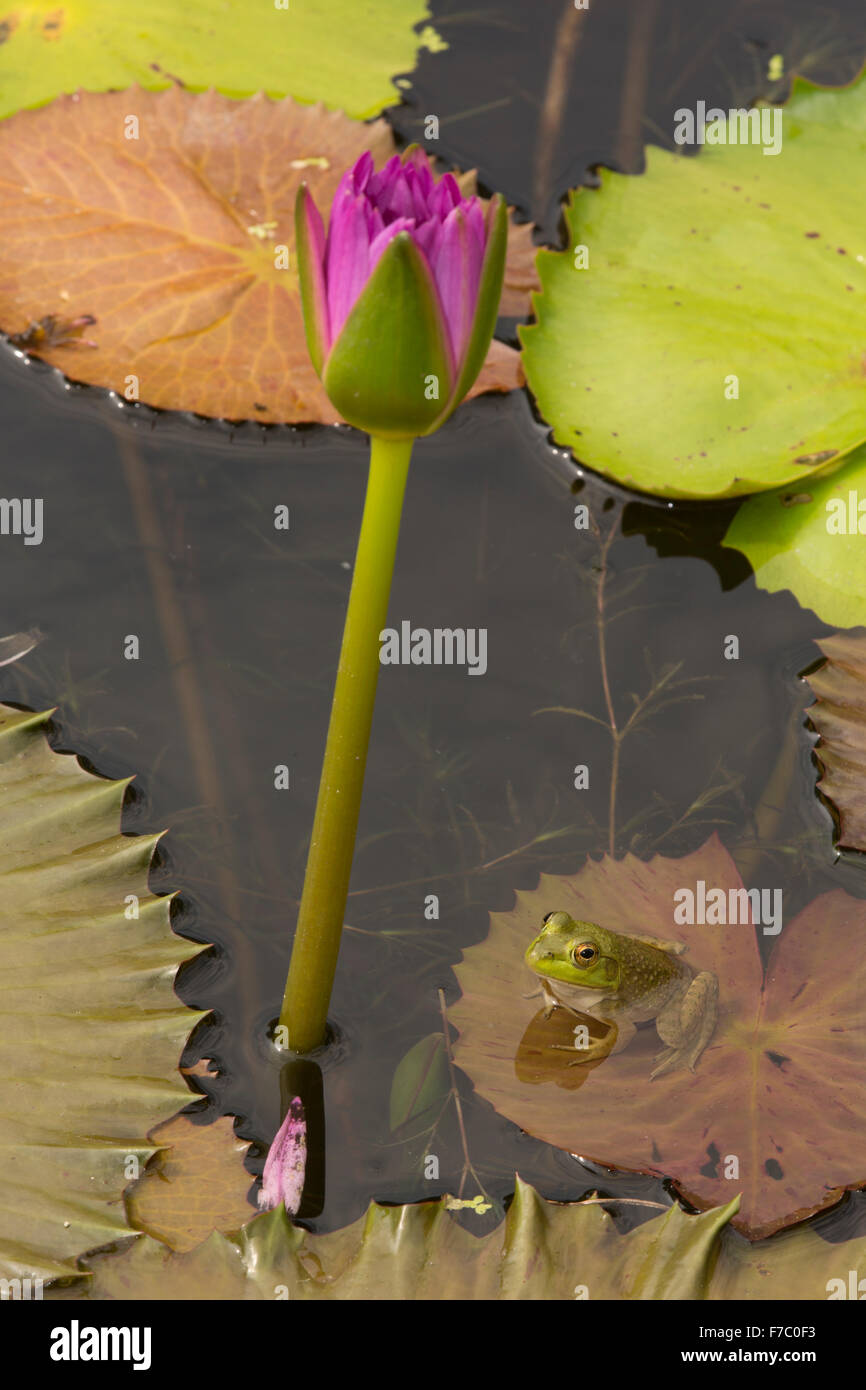 Lily feet hires stock photography and images Alamy