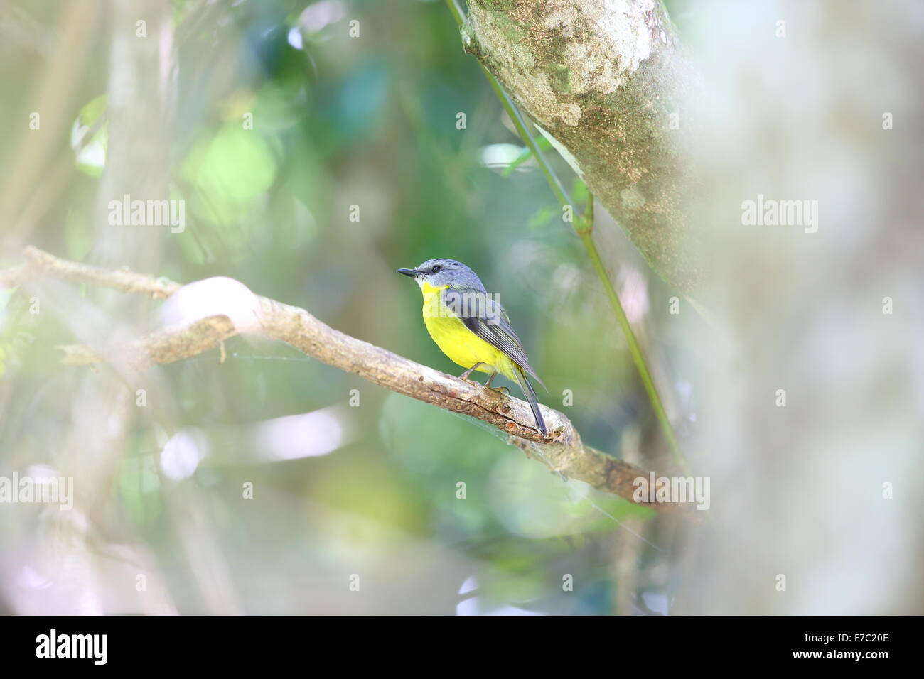 Eastern Yellow Robin (Eopsaltria australis) in Australia Stock Photo