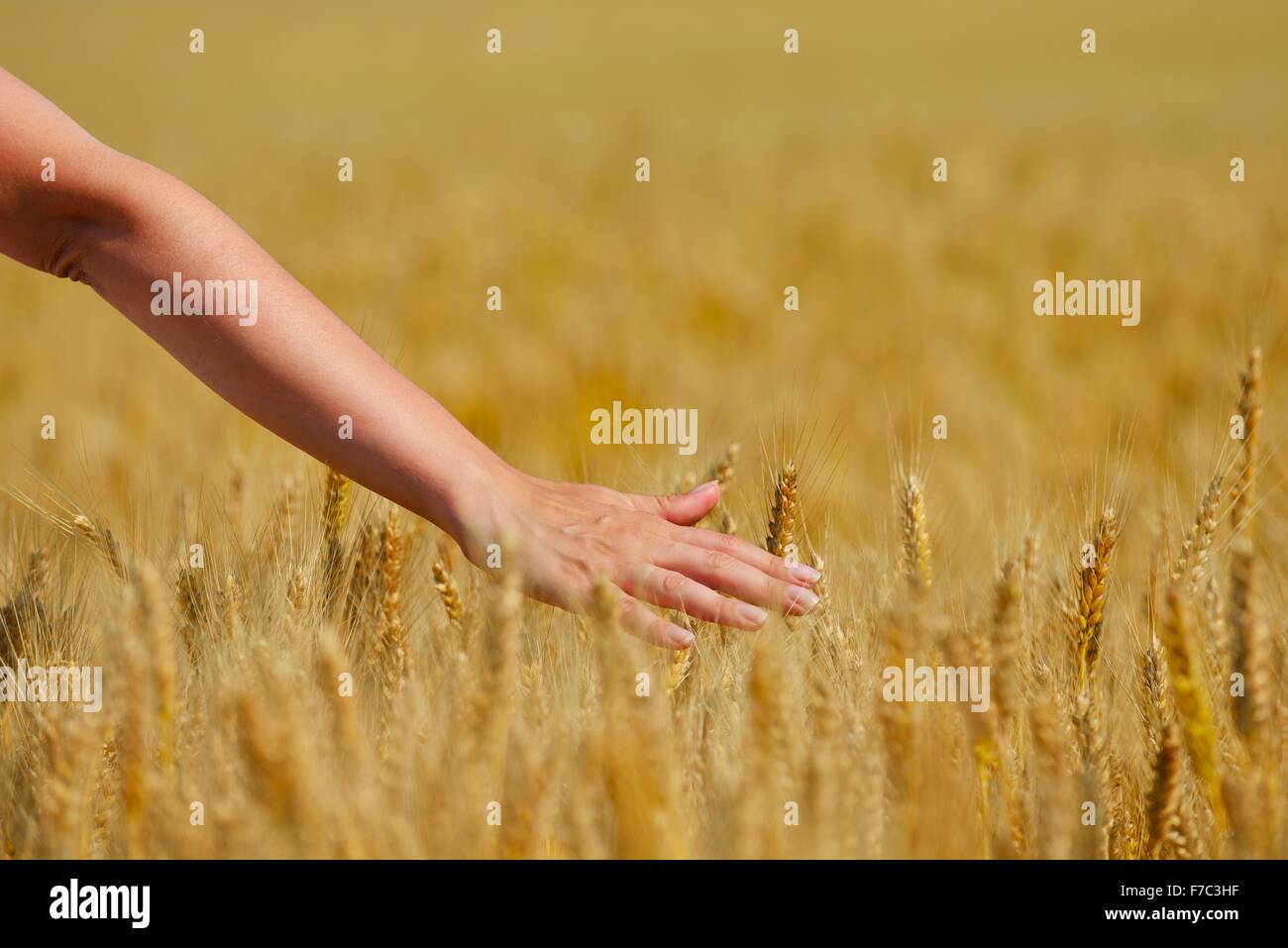 Hand in wheat field. Harvest and gold food agriculture concept Stock ...