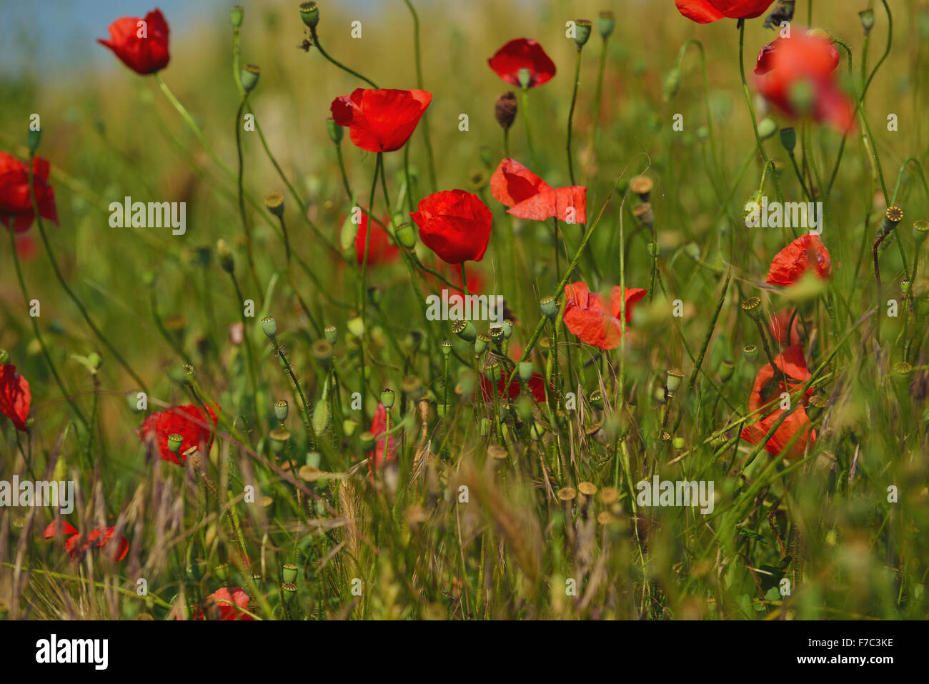 Field of Corn Poppy Flowers field background Papaver rhoeas in Spring ...