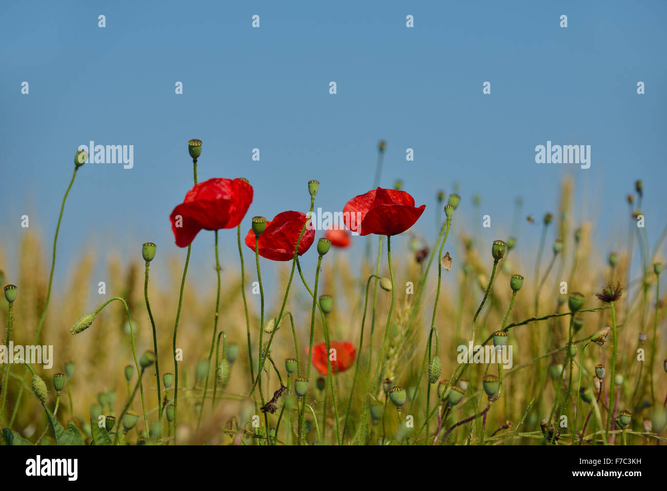 Field of Corn Poppy Flowers field background Papaver rhoeas in Spring ...