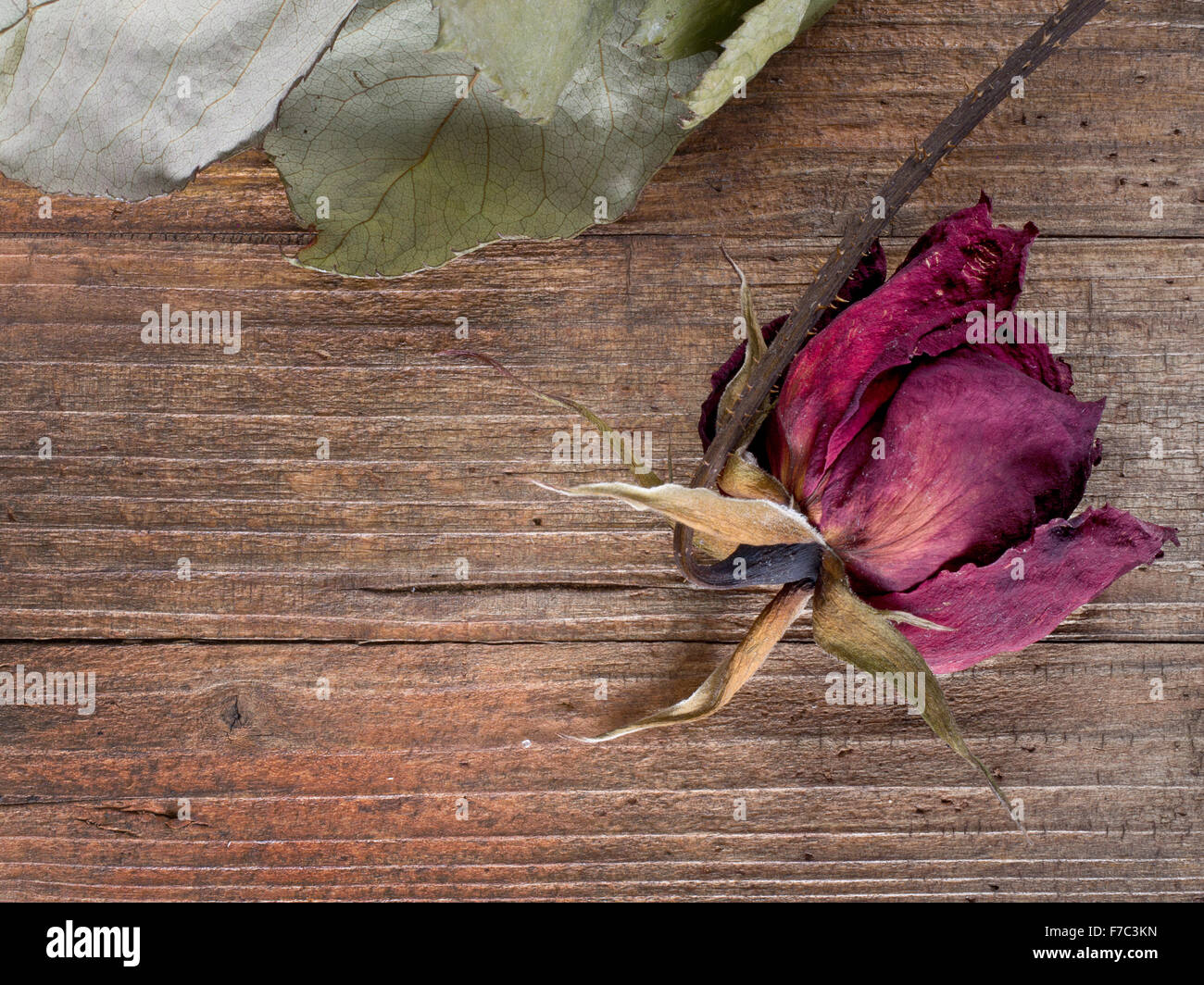 Red rose, now dead, on rustic wooden background. Stock Photo