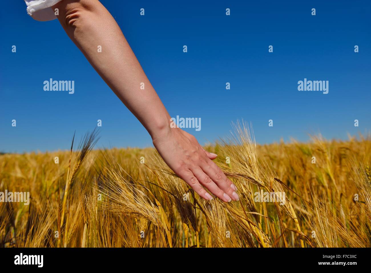 Hand in wheat field. Harvest and gold food agriculture concept Stock ...