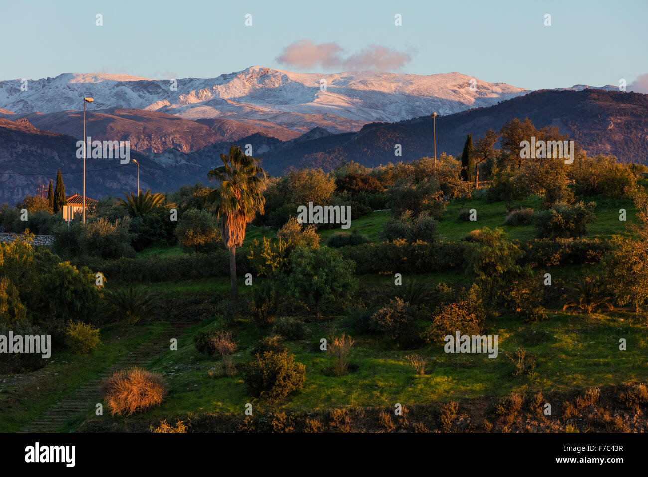 View of the sun setting on palm trees and trees with autumn leaves and