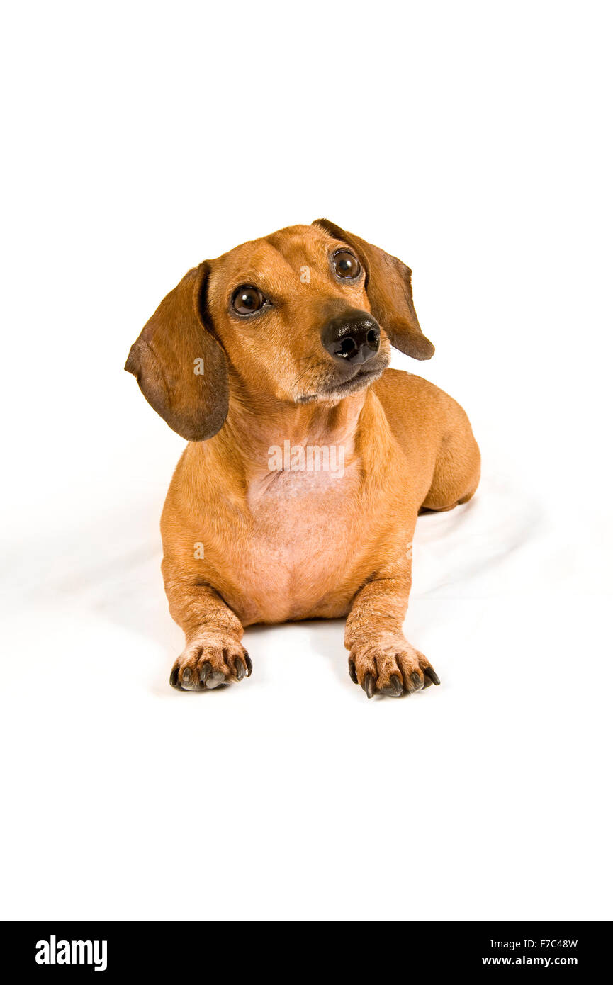 Curious Miniature Dachshund Puppy Stock Photo