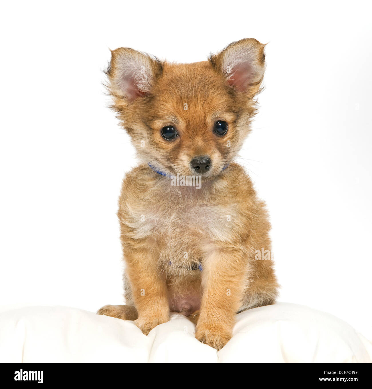 Cute Pomeranian Puppy Stock Photo