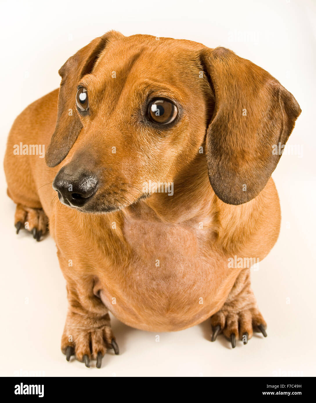 Cute Weiner Dog Puppy Staring Off Camera Stock Photo