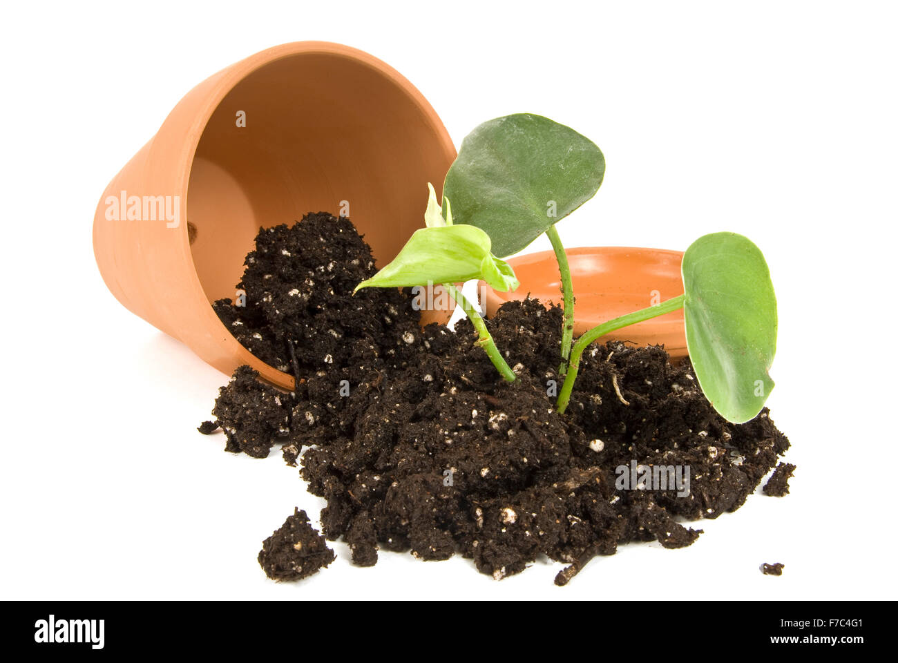 New Garden Plant Falling Out of the Pot Stock Photo Alamy