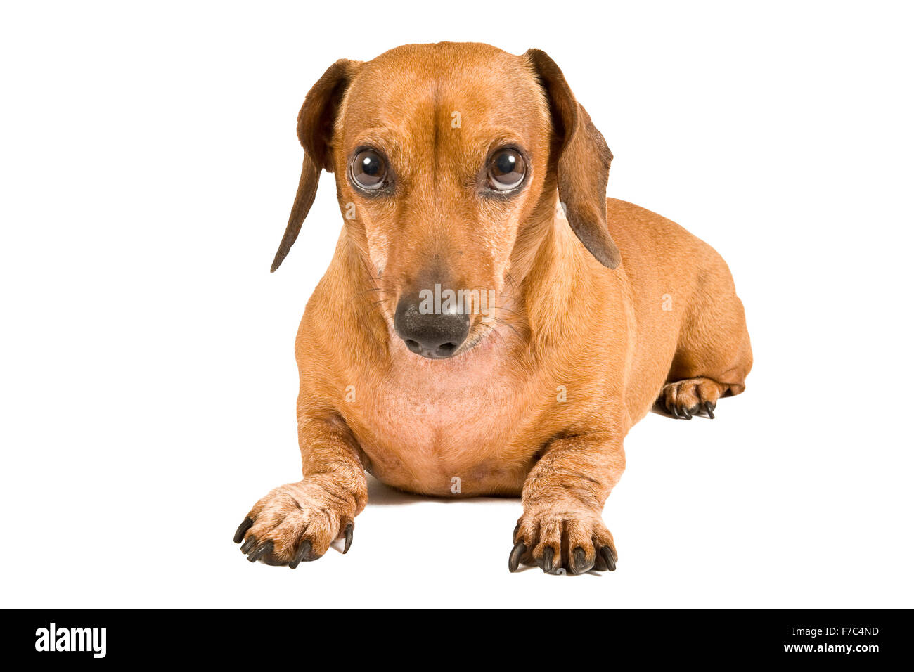 Who me?  Miniature dachshund trying to look innocent. Stock Photo