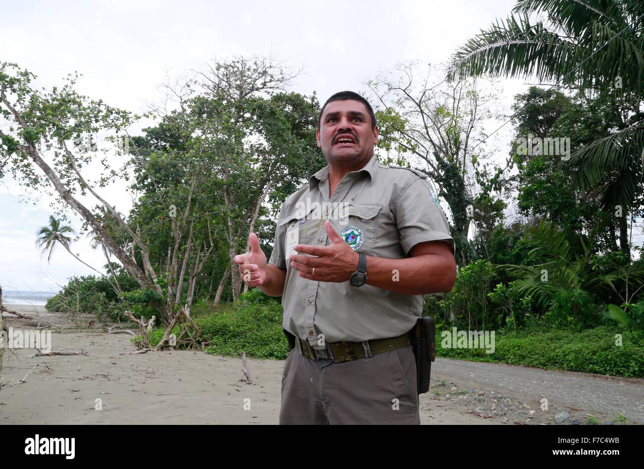 (151129) -- LIMON, Nov. 29, 2015 (Xinhua) -- Image taken on Nov. 24, 2015 shows ranger Cristian Brenes participating in an interview on an eroded beach of Cahuita National Park, in Limon Province, southern Costa Rica. According to the ranger Cristian Brenes, rising sea levels and strong waves due to climate change have removed nearly 50 meters of beach along the coast of Cahuita National Park. The case of Cahuita National Park is not the only one in Costa Rica, which has 1,290km of coastline. More than 40 percent of Costa Rican beaches have erosion, a process that has accelerated in the last 1 Stock Photo