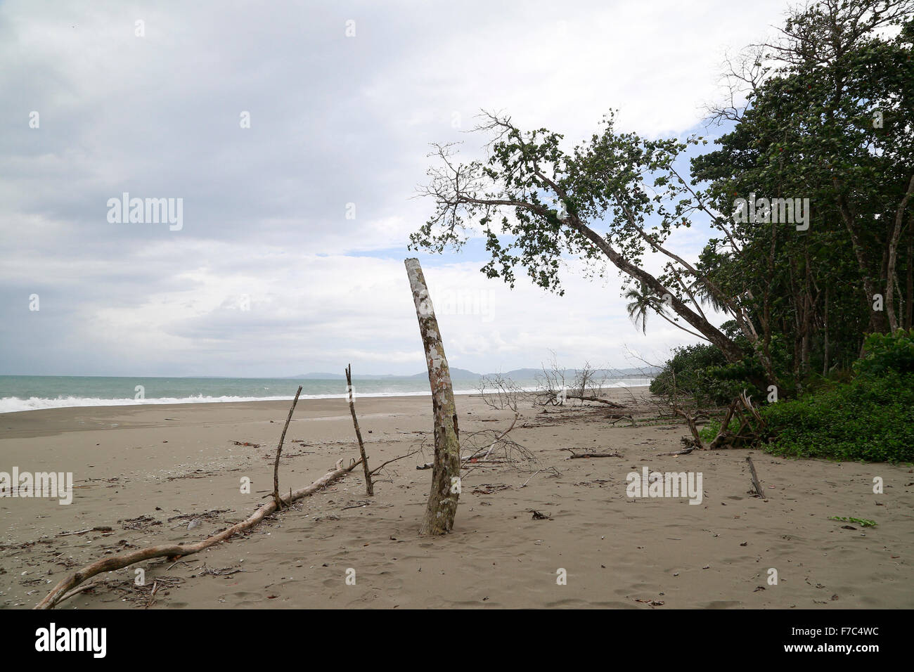 (151129) -- LIMON, Nov. 29, 2015 (Xinhua) -- Image taken on Nov. 24, 2015 shows a dead tree on an eroded beach of Cahuita National Park, in Limon Province, southern Costa Rica. According to the ranger Cristian Brenes, rising sea levels and strong waves due to climate change have removed nearly 50 meters of beach along the coast of Cahuita National Park. The case of Cahuita National Park is not the only one in Costa Rica, which has 1,290km of coastline. More than 40 percent of Costa Rican beaches have erosion, a process that has accelerated in the last 10 years, according to reports of the Cent Stock Photo
