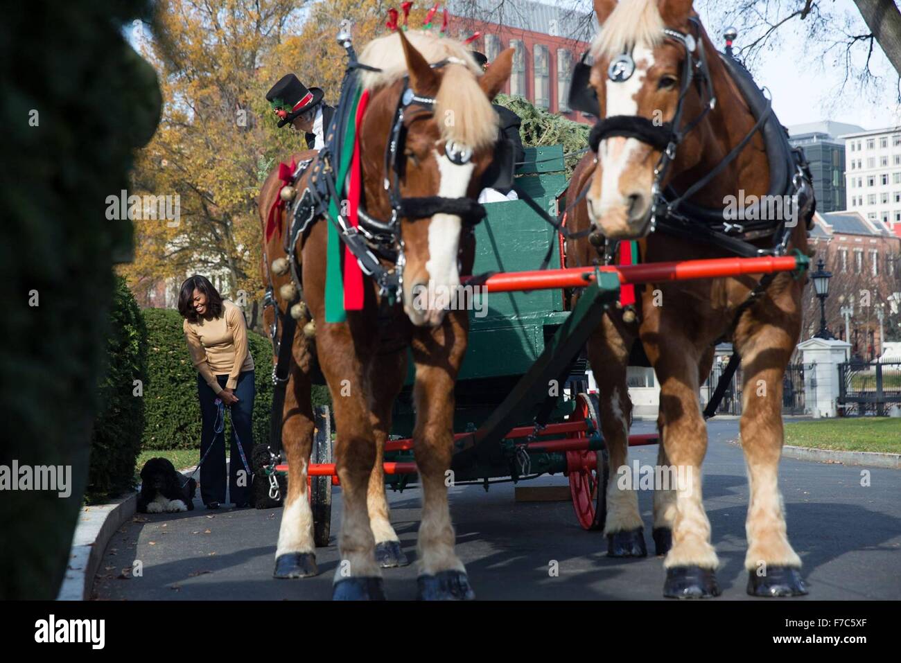 Washington, DC, USA. 28th Nov, 2015. U.S. First Lady Michelle Obama, with Obama family pets, Bo and Sunny, take a sneak peak at the official White House Christmas tree at the North Portico November 27, 2015 in Washington, DC. The 18.5-foot Fraser fir, arrived by horse-drawn wagon from Jay and Glenn Bustard of Bustard's Christmas Trees in Lansdale, Pennsylvania. Stock Photo