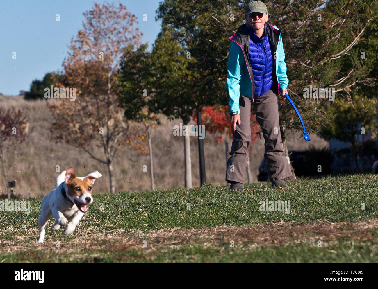 Ball retrieving with a Jack Russell Stock Photo Alamy