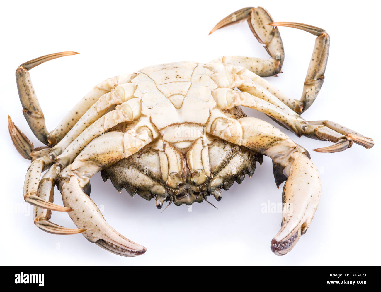 Carcinus maenas -edible alive crab isolated on a white background. Stock Photo