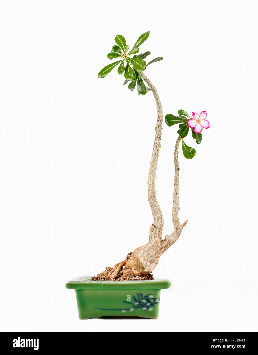 Adenium obesum green potted flowering plant species in the family Dogbane, Apocynaceae. Stock Photo