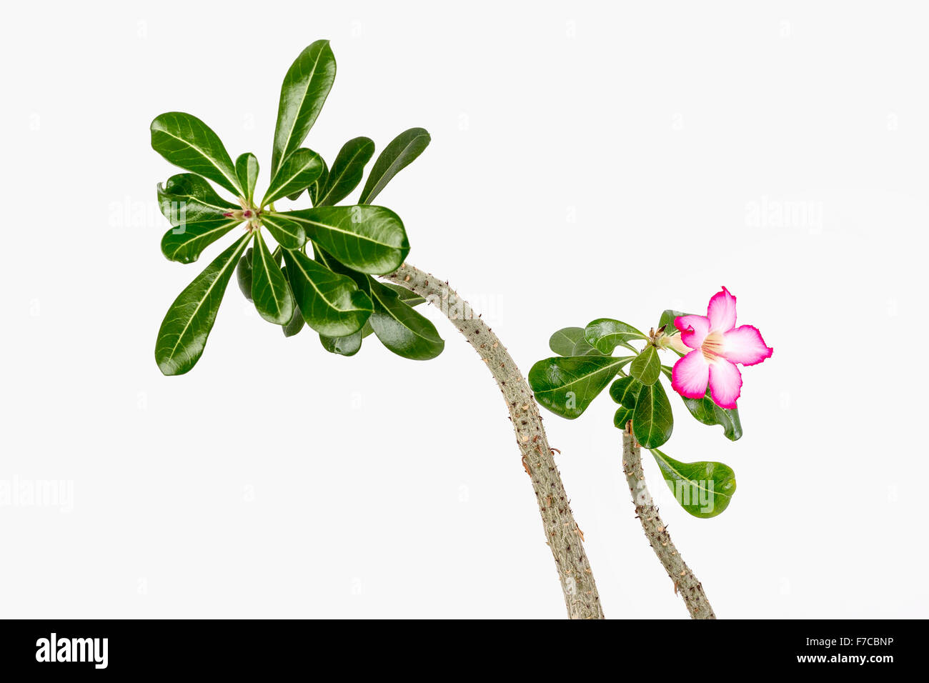 Adenium obesum green potted flowering plant species in the family Dogbane, Apocynaceae. Stock Photo