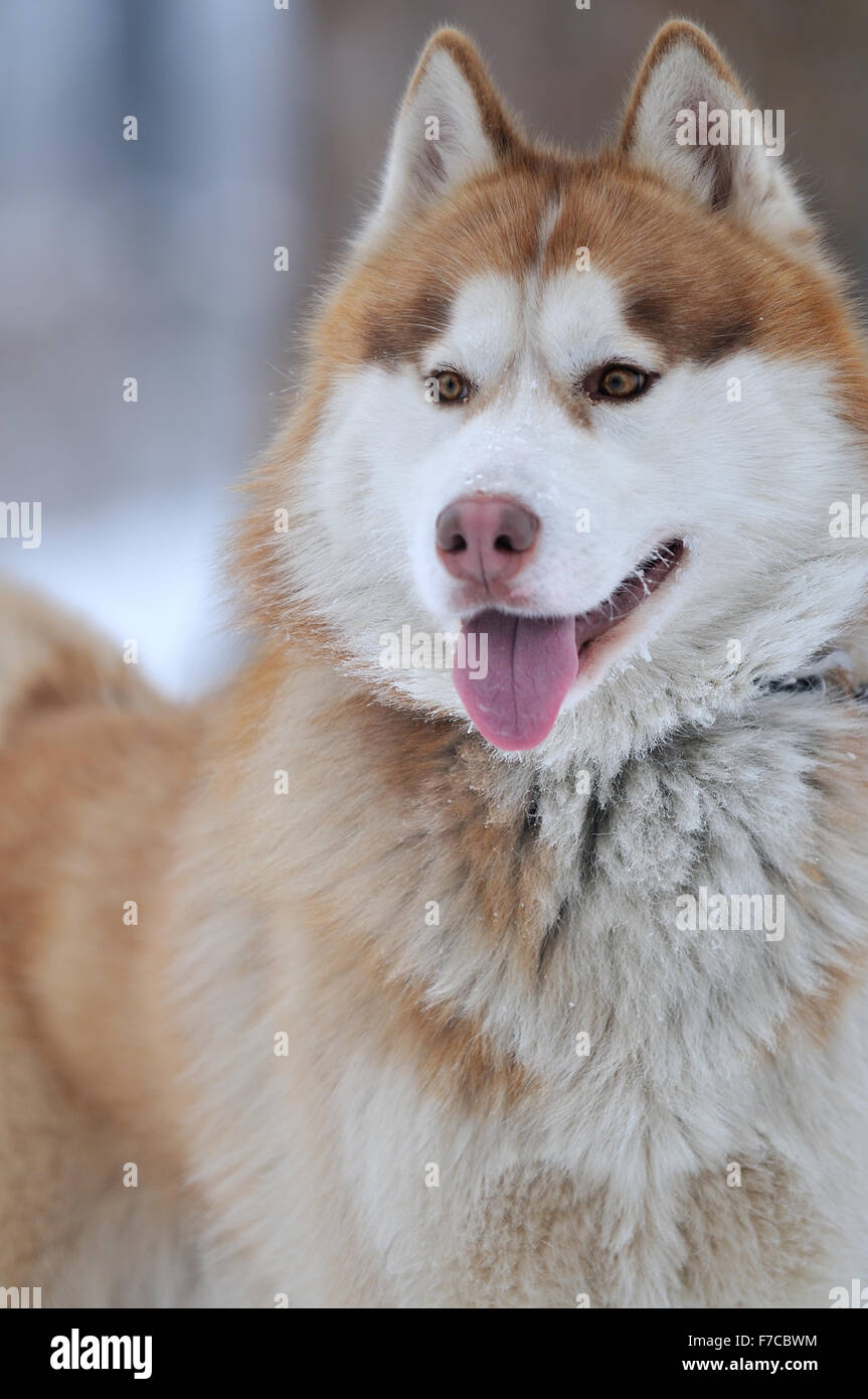 haski dog animal closeup face portrait Stock Photo - Alamy