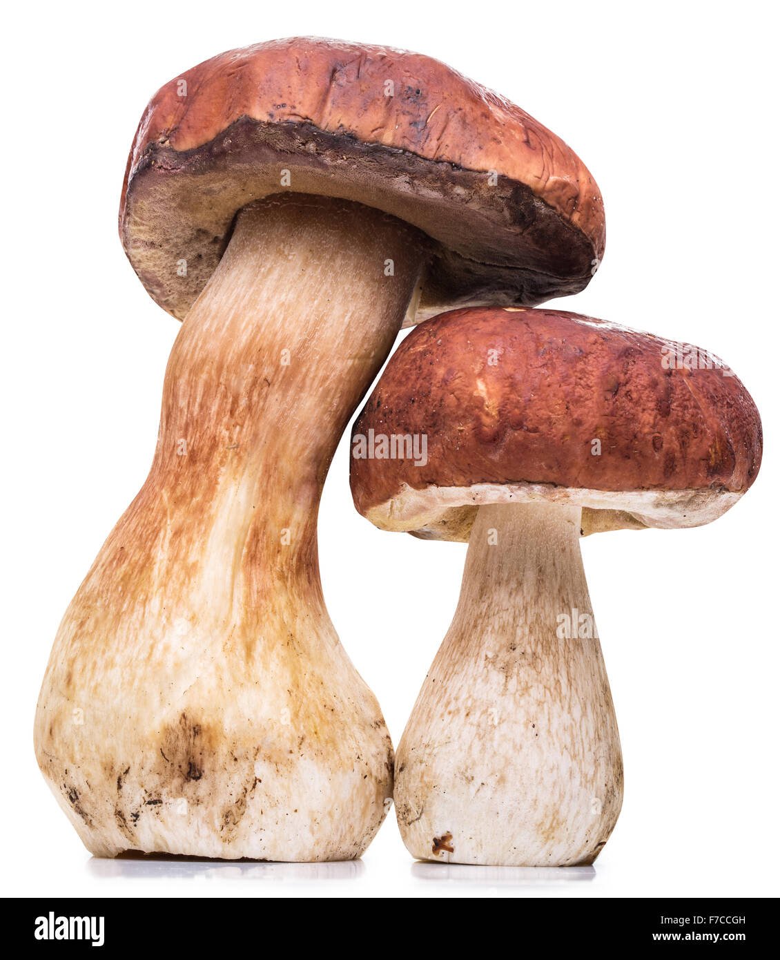 Porcini mushrooms. File contains clipping paths. Stock Photo