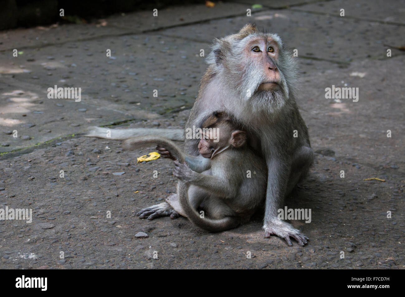 two monkeys Stock Photo