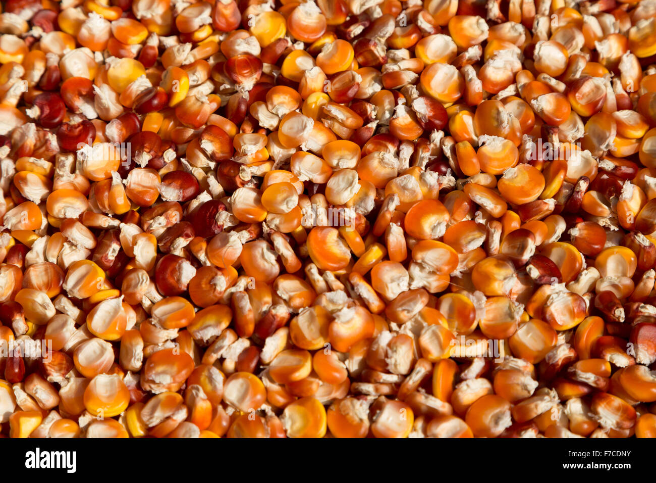 A close up photograph of some corn drying in the sun in Spain Stock