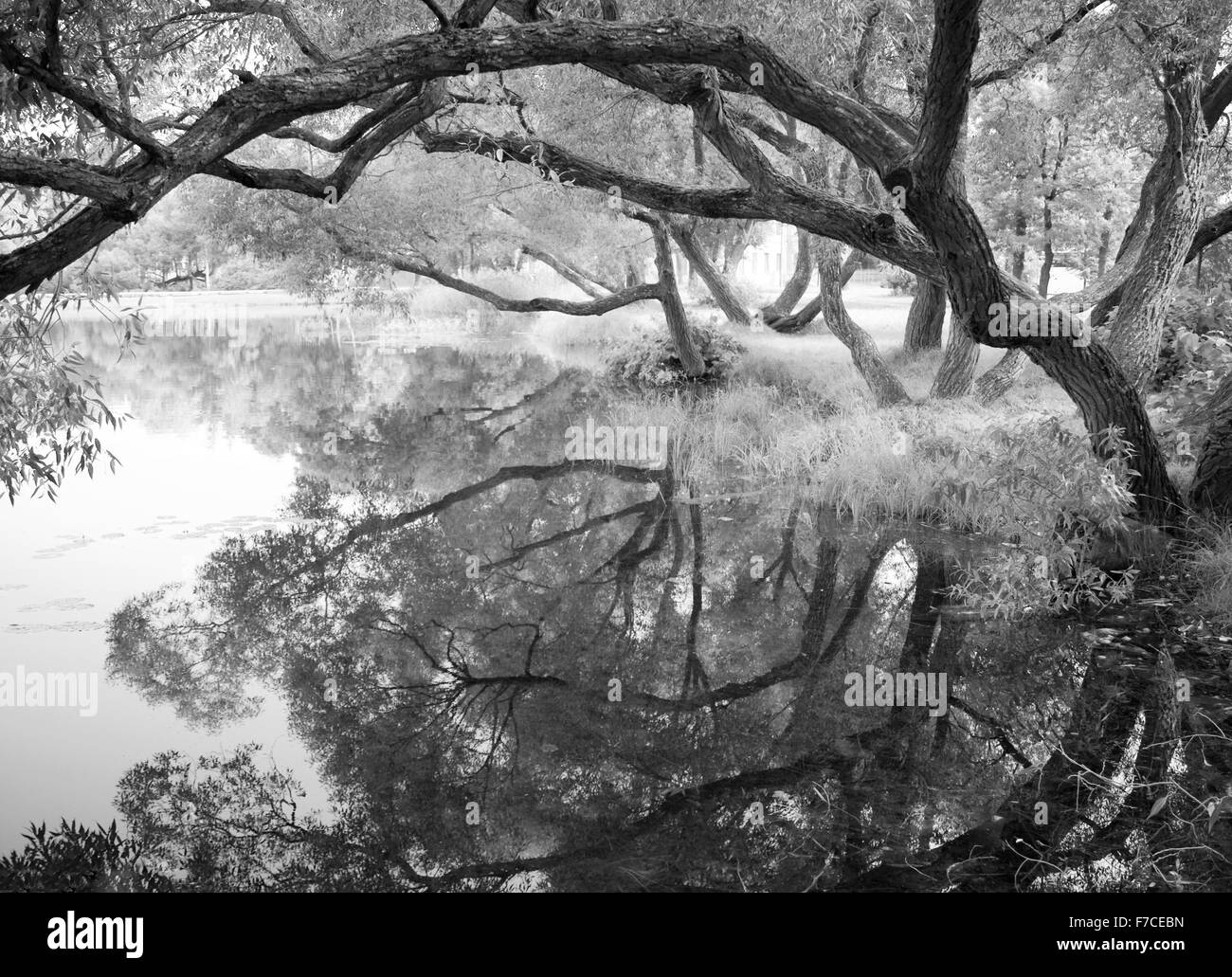 Black And White Willow Tree Photography