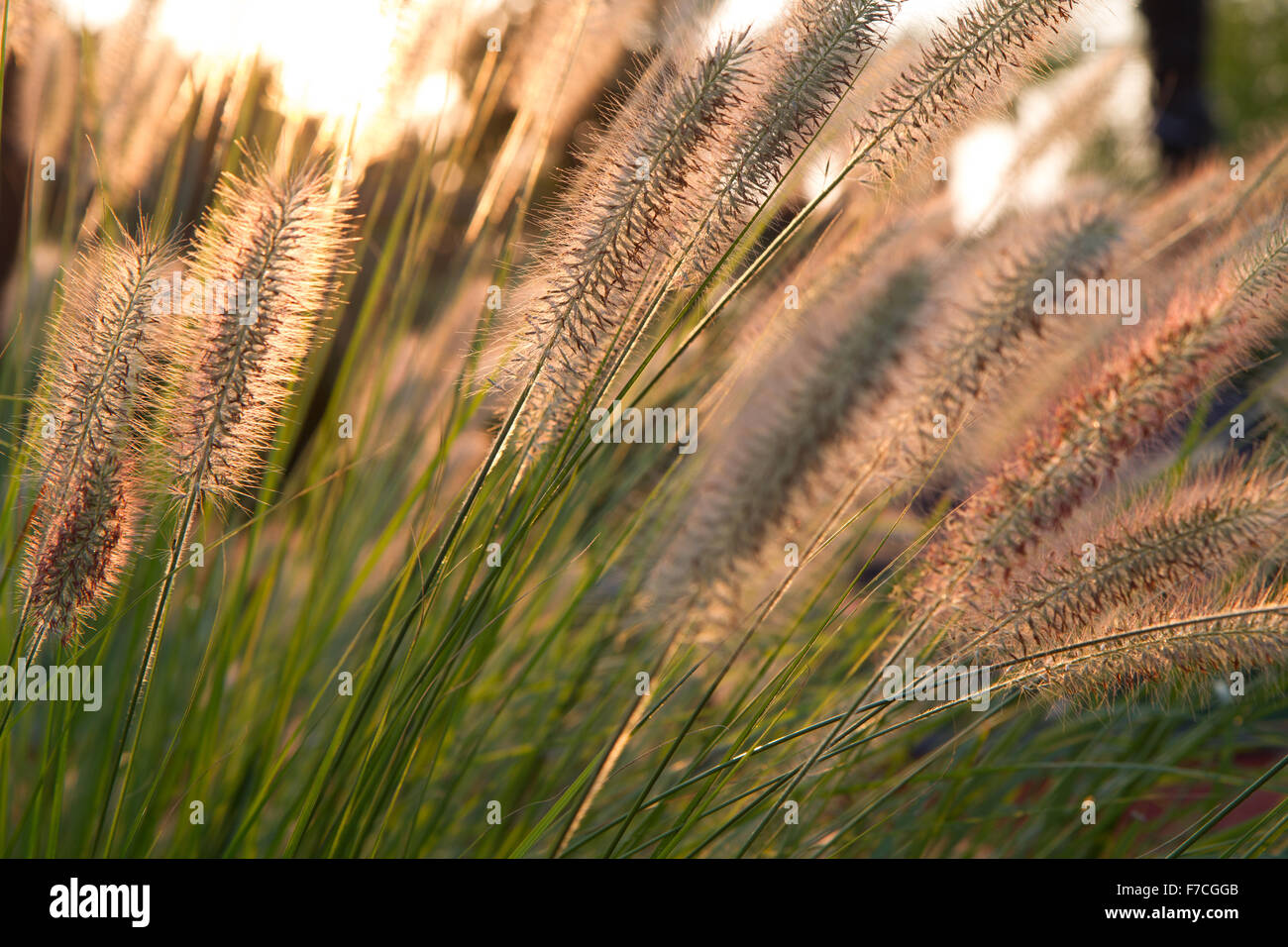 Stipa, bush with light of the sunset sun Stock Photo