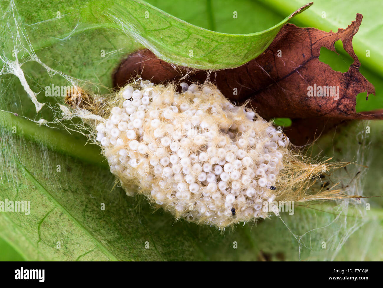 Caterpillar eggs hires stock photography and images Alamy