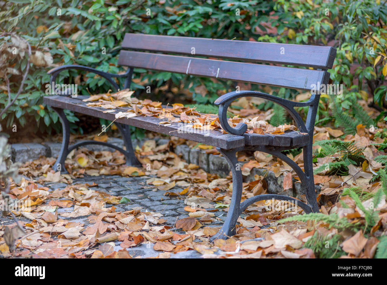 Bench covered with fallen autumn leaves Stock Photo
