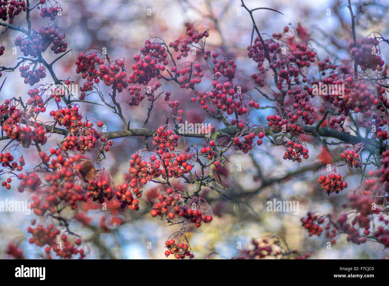 Hawthorn thornapple red berries against blue sky Crategus monogyna Stock Photo