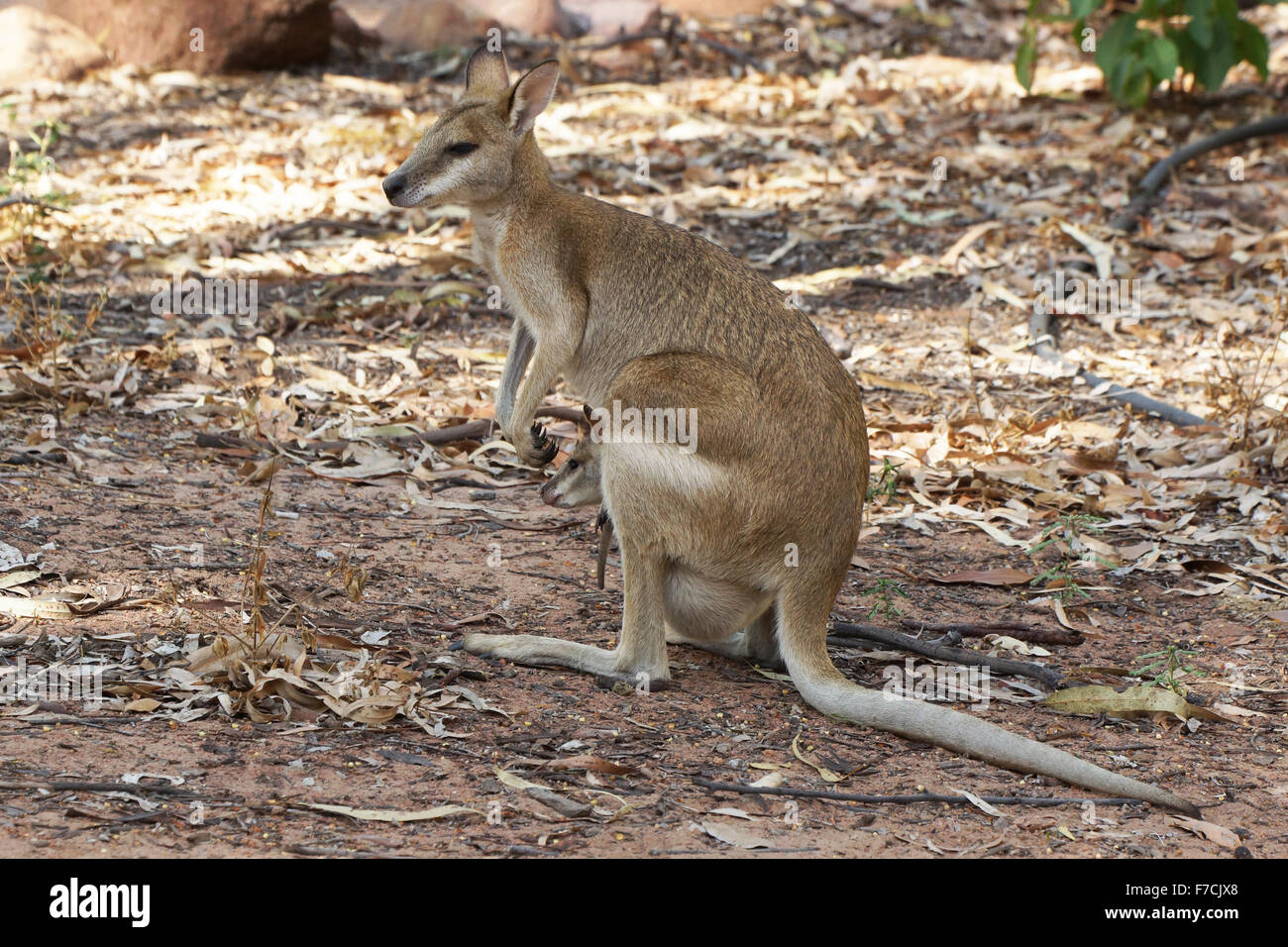 Wallaby, Nitmiluk National Park, Australia Stock Photo