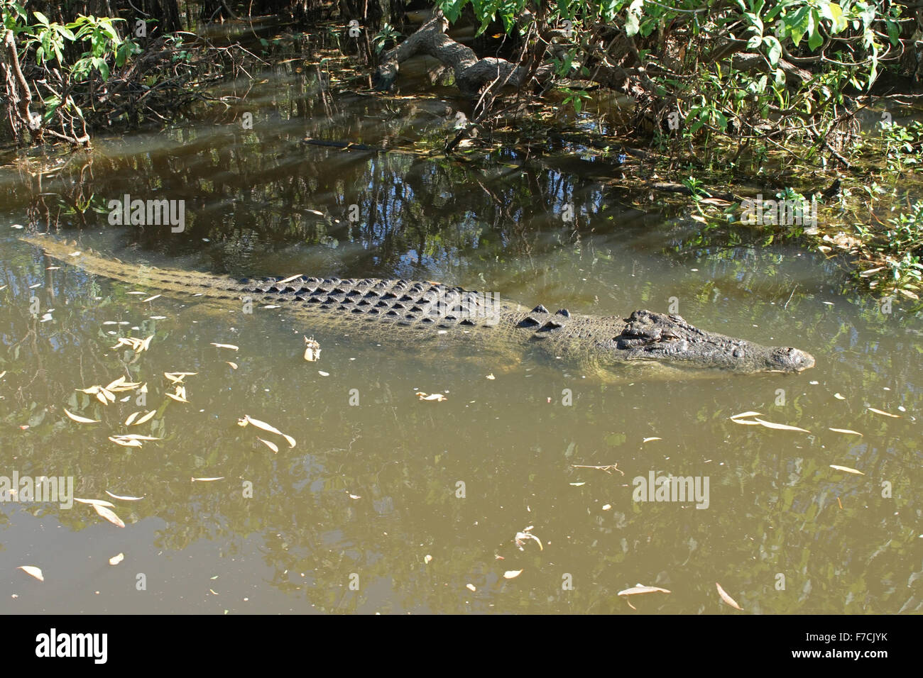 Saltwater Crocodile, Kakadu National Park, Australia Stock Photo - Alamy