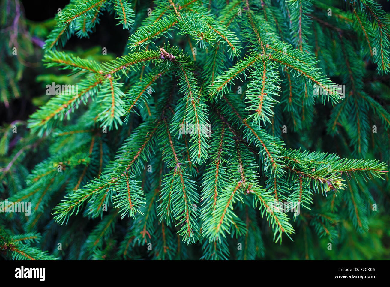 Green fir-tree branch background. Shallow depth of field. Selective focus. Stock Photo