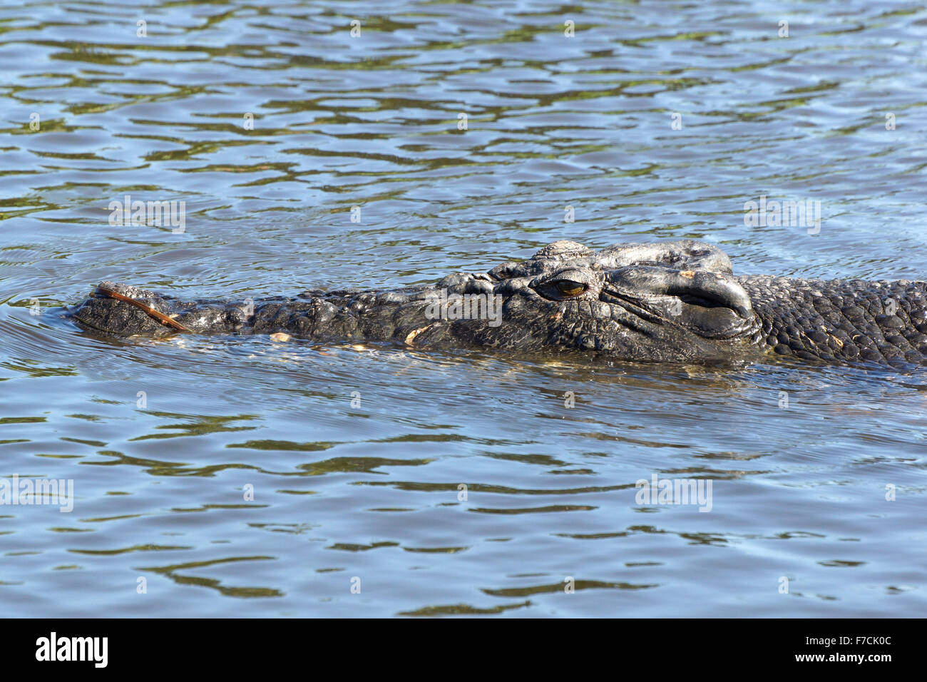 Saltwater Crocodile, Kakadu National Park, Australia Stock Photo - Alamy