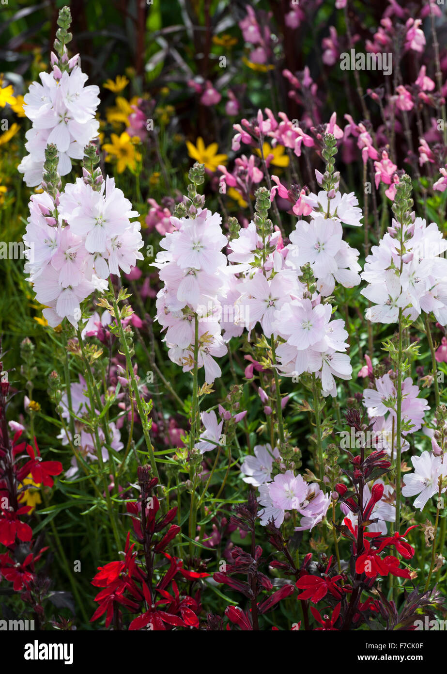 Tall white flowers hires stock photography and images Alamy